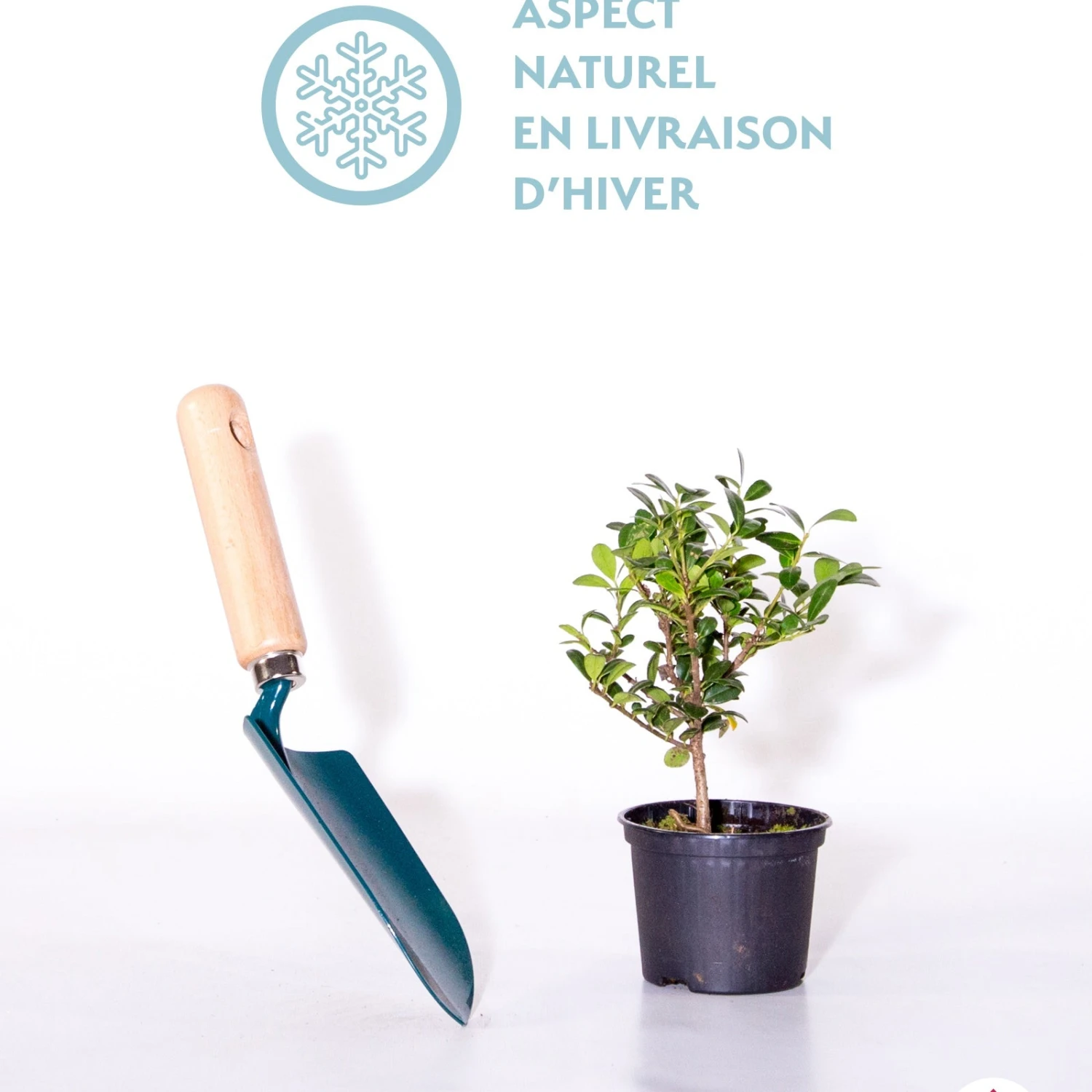 Bambou Sacré Magical® Lemon Lime 2 Bambou Sacré Magical® Lemon Lime – Image 2