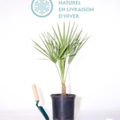 Palmier Nain De Méditerranée 5 Palmier Nain De Méditerranée -Fournitures De Jardin Soldes 2024 qlh 92294 8