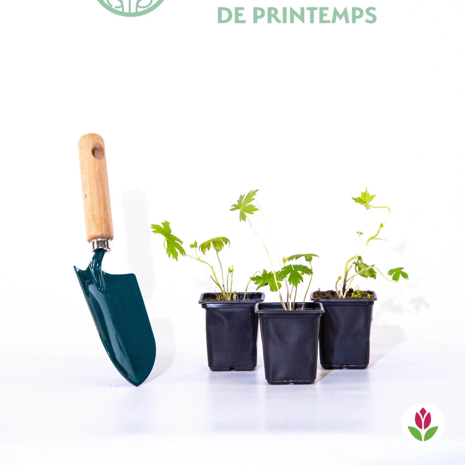 2 Delphiniums Magic Fountain En Mélange 2 2 Delphiniums Magic Fountain En Mélange – Image 2