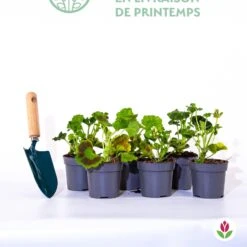 Collection De 6 Géraniums : Rouges, Blancs, Abricot -Fournitures De Jardin Soldes 2024 qlp 103907 8 1706095439827