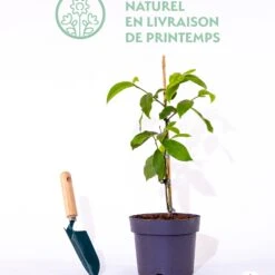 Magnolia Fairy White - Michelia Hybride -Fournitures De Jardin Soldes 2024 qlp 56614 5