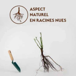 Rosier Buisson Doris Tysterman 8 Rosier Buisson Doris Tysterman -Fournitures De Jardin Soldes 2024 qlr 100349 4 1706544752548