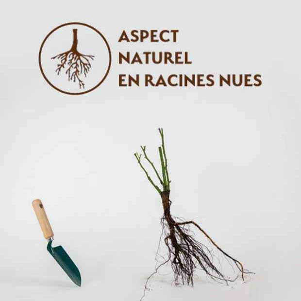 Rosier Buisson Doris Tysterman 4 Rosier Buisson Doris Tysterman – Image 4