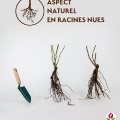 Collection De 2 Rosiers Grimpants Vlammenspel Et Paul's Lemon Pillar -Fournitures De Jardin Soldes 2024 qlr 103762 3 1706090522829