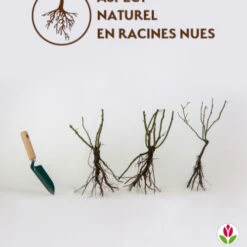 Collection De 3 Rosiers Grimpants : Métanoïa, Musimara, Indigoletta -Fournitures De Jardin Soldes 2024 qlr 103764 6 1706090507322