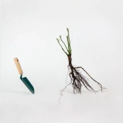 Rosier Buisson Nostalgie ® -Fournitures De Jardin Soldes 2024 qlr 74888 5 1703063651325