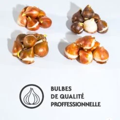 Collection De Tulipes à Fleurs De Pivoine 15 Collection De Tulipes à Fleurs De Pivoine -Fournitures De Jardin Soldes 2024 qlz 100482 8