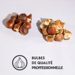 Collection De 20 Tulipes Romantiques Angélique Et Shirley -Fournitures De Jardin Soldes 2024 qlz 100784 4 1700128105273