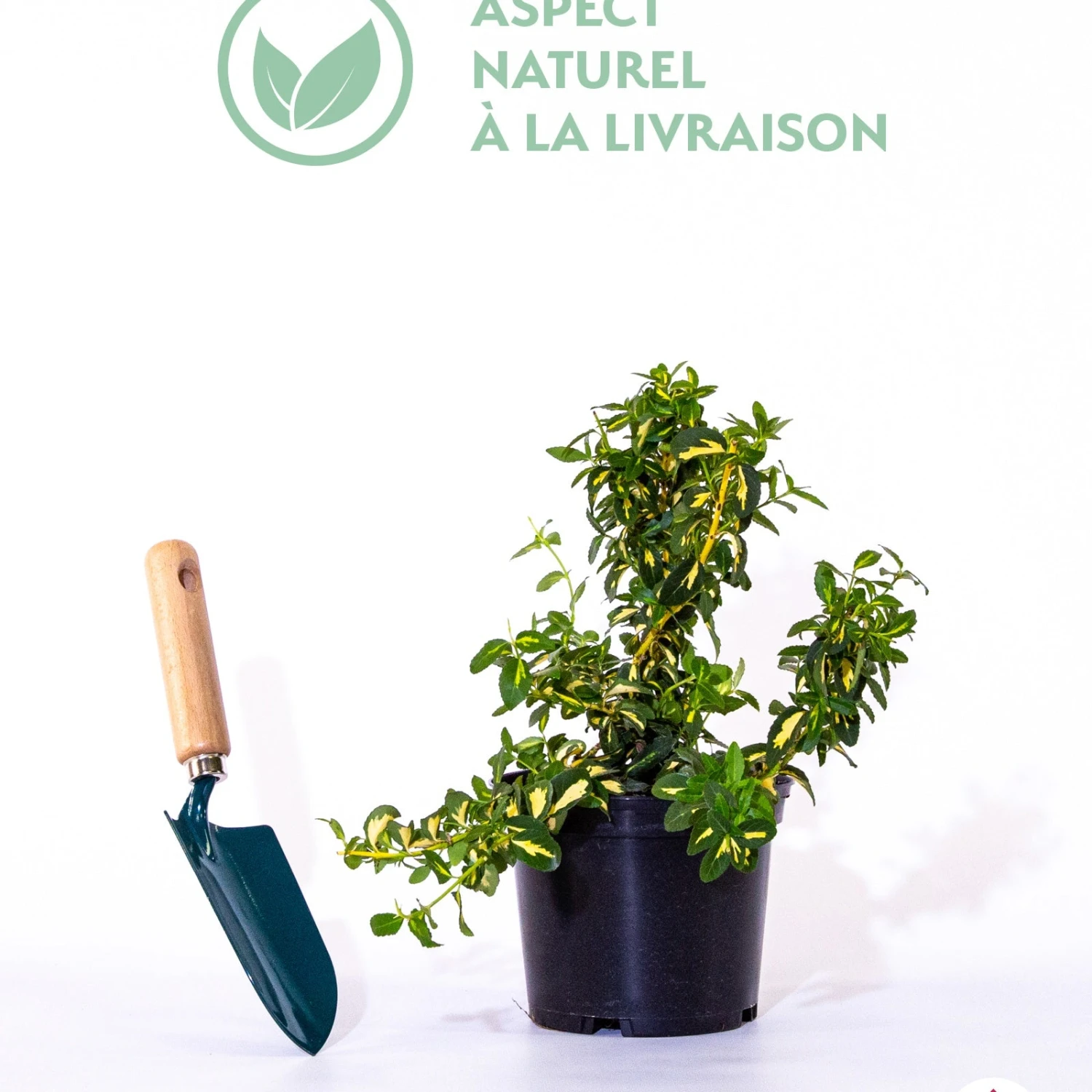 Fusain Persistant Sunspot 3 Fusain Persistant Sunspot â Image 3