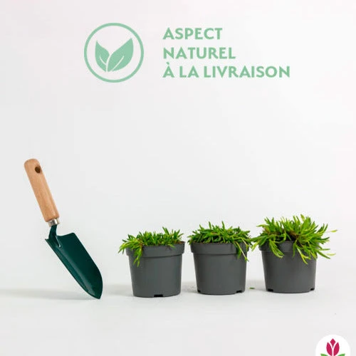 3 Pourpiers De Cooper En Mélange 2 3 Pourpiers De Cooper En Mélange – Image 2