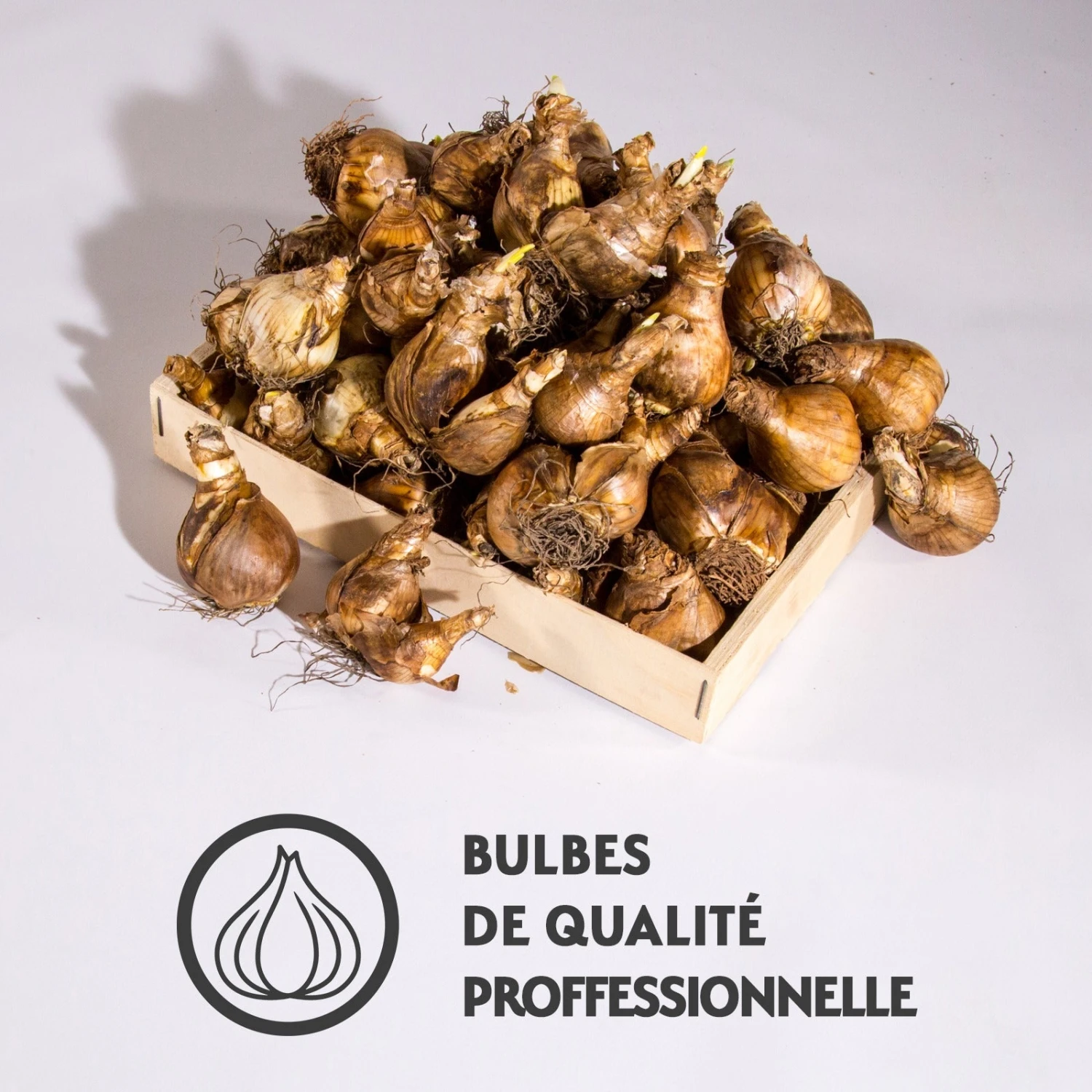 Narcisses En Mélange 5 Narcisses En Mélange – Image 5