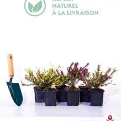 6 Bruyères D'hiver En Mélange 9 6 Bruyères D'hiver En Mélange -Fournitures De Jardin Soldes 2024 qlz 103749 5 1706088999032
