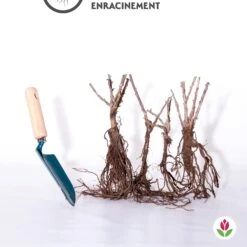 Collection De 4 Groseilliers à Maquereaux 7 Collection De 4 Groseilliers à Maquereaux -Fournitures De Jardin Soldes 2024 qlz 103767 4 1706090446578