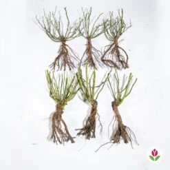 Collection De 6 Rosiers Couvre-sols Happy Chappy Et Wonderland 5 Collection De 6 Rosiers Couvre-sols Happy Chappy Et Wonderland -Fournitures De Jardin Soldes 2024 qlz 103799 3 1706093727090