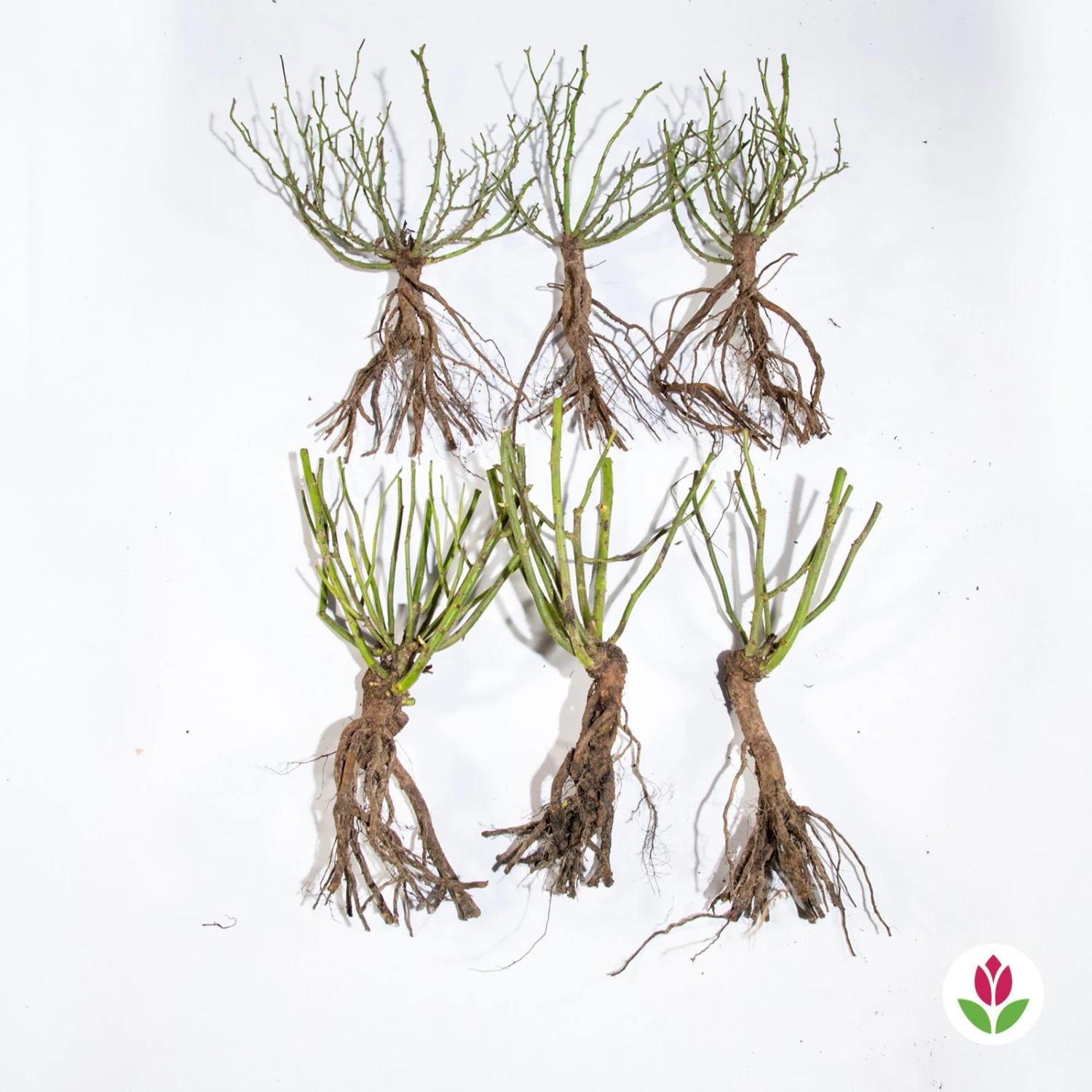 Collection De 6 Rosiers Couvre-sols Happy Chappy Et Wonderland 3 Collection De 6 Rosiers Couvre-sols Happy Chappy Et Wonderland â Image 3