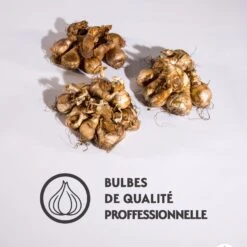 Collection De 30 Narcisses Fortune Et Rijnveld Early Sensation -Fournitures De Jardin Soldes 2024 qlz 103815 5