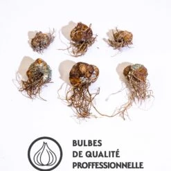 6 Lis Orientaux Tigrés En Mélange -Fournitures De Jardin Soldes 2024 qlz 103826 3 1706094192280