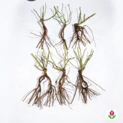 Collection De 6 Rosiers Couvre-sols -Fournitures De Jardin Soldes 2024 qlz 103834 5 1706094389073