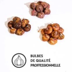 30 Glaïeuls Indian Summer, Nova Zembla, Sugar Black En Mélange -Fournitures De Jardin Soldes 2024 qlz 103842 2