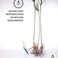 Collection De 3 Rosiers Tiges : Walztime, Sunsilk, Dame De Cœur 11 Collection De 3 Rosiers Tiges : Walztime, Sunsilk, Dame De Cœur -Fournitures De Jardin Soldes 2024 qlz 103844 6 1706094621906