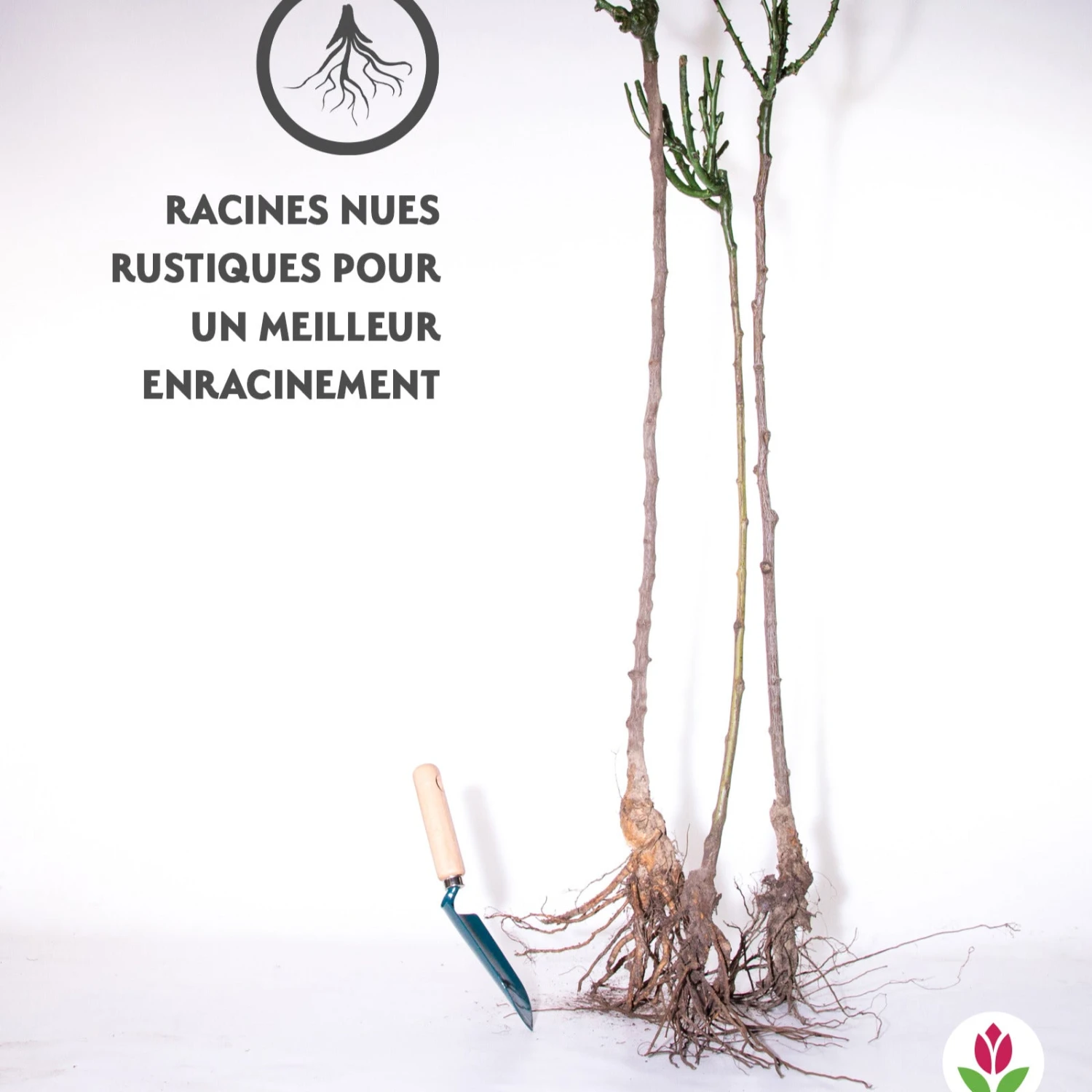 Collection De 3 Rosiers Tiges : Walztime, Sunsilk, Dame De Cœur 6 Collection De 3 Rosiers Tiges : Walztime, Sunsilk, Dame De Cœur – Image 6