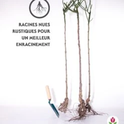 Collection De 3 Rosiers Tiges : Ramona, Korbin, Osiria -Fournitures De Jardin Soldes 2024 qlz 103845 7 1706094633736