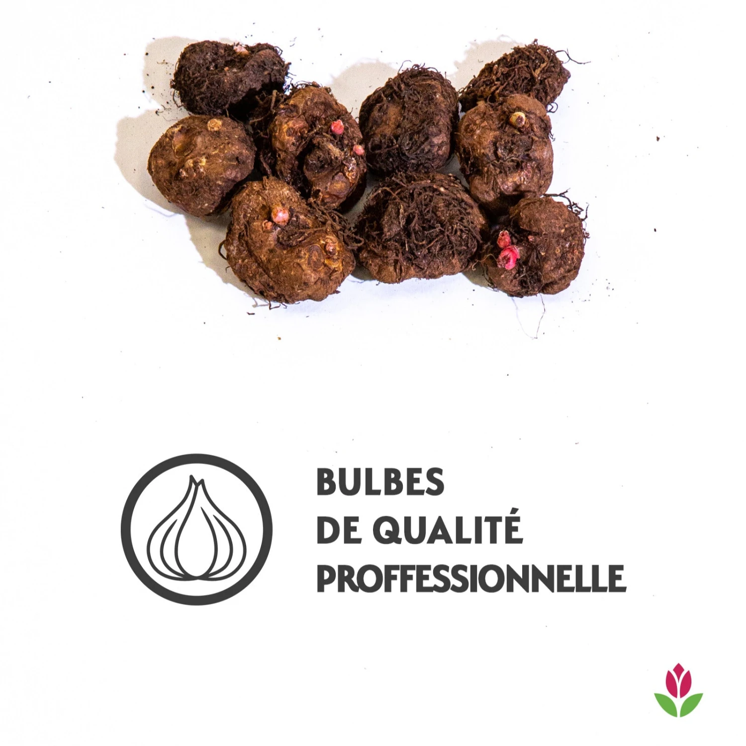 9 Bégonias Fimbriata En Mélange 3 9 Bégonias Fimbriata En Mélange – Image 3