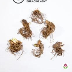 6 Iris De Jardin Noire, Orange, Rosé En Mélange -Fournitures De Jardin Soldes 2024 qlz 103856 5 1706094770534