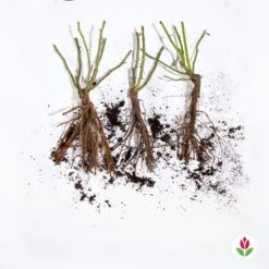 Collection De 3 Rosiers Anglais : Fish Ausgreen, Charlie, Her's Ausgreen 9 Collection De 3 Rosiers Anglais : Fish Ausgreen, Charlie, Her's Ausgreen -Fournitures De Jardin Soldes 2024 qlz 103893 5 1706095266219