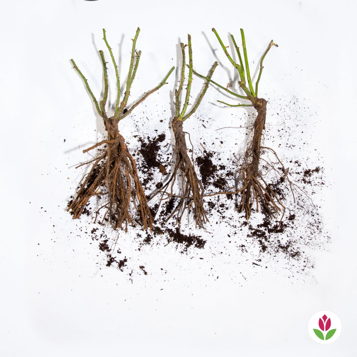 Collection De 3 Rosiers Anglais : Fish Ausgreen, Charlie, Her's Ausgreen 5 Collection De 3 Rosiers Anglais : Fish Ausgreen, Charlie, Her's Ausgreen – Image 5