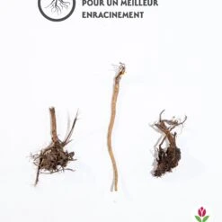 3 Rudbeckias Et Chardon Bleu En Mélange 5 3 Rudbeckias Et Chardon Bleu En Mélange -Fournitures De Jardin Soldes 2024 qlz 103894 3 1706095277094