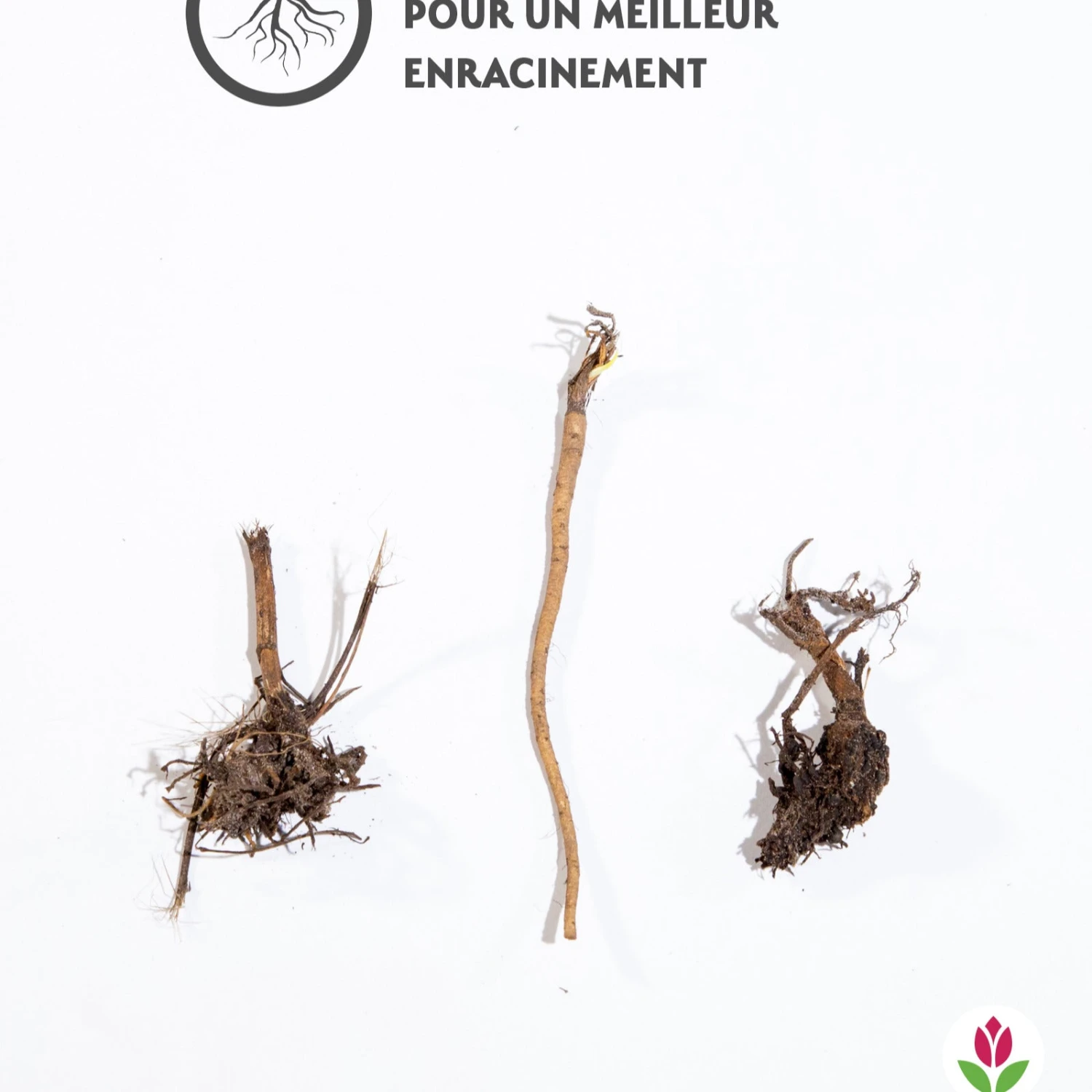 3 Rudbeckias Et Chardon Bleu En Mélange 3 3 Rudbeckias Et Chardon Bleu En Mélange – Image 3