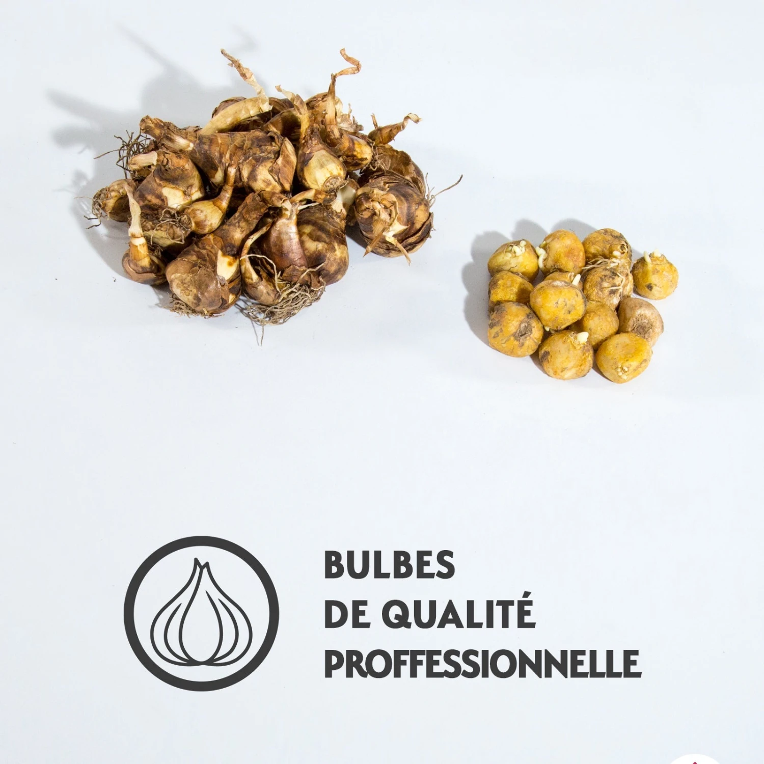 20 Bulbes Pour Massifs Blancs Et Bleus En Mélange 2 20 Bulbes Pour Massifs Blancs Et Bleus En Mélange – Image 2