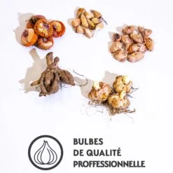 29 Bulbes D'été En Mélange -Fournitures De Jardin Soldes 2024 qlz 103906 4 1706546194290