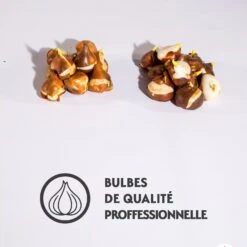 Collection De 20 Tulipes Triomphe Bellville Et Blue Beauty 7 Collection De 20 Tulipes Triomphe Bellville Et Blue Beauty -Fournitures De Jardin Soldes 2024 qlz 104008 4