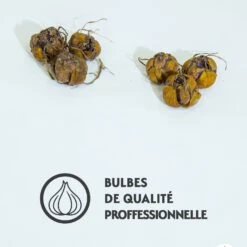 Collection De 6 Lis (Beverly Dreams, Mister Pistache) 7 Collection De 6 Lis (Beverly Dreams, Mister Pistache) -Fournitures De Jardin Soldes 2024 qlz 104013 3