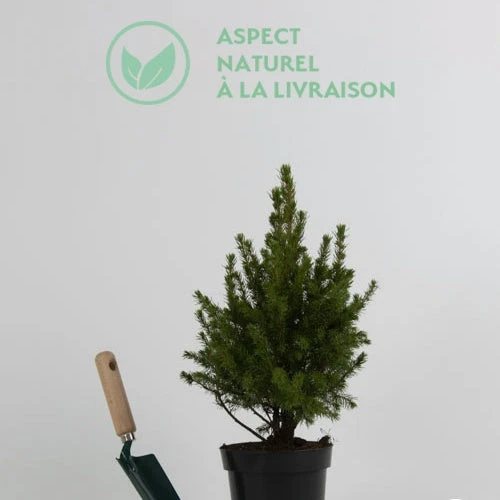 Petit Sapin De Noël 2 Petit Sapin De Noël – Image 2