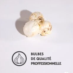 3 Alliums D'ornement Globemaster 5 3 Alliums D'ornement Globemaster -Fournitures De Jardin Soldes 2024 qlz 72833 5