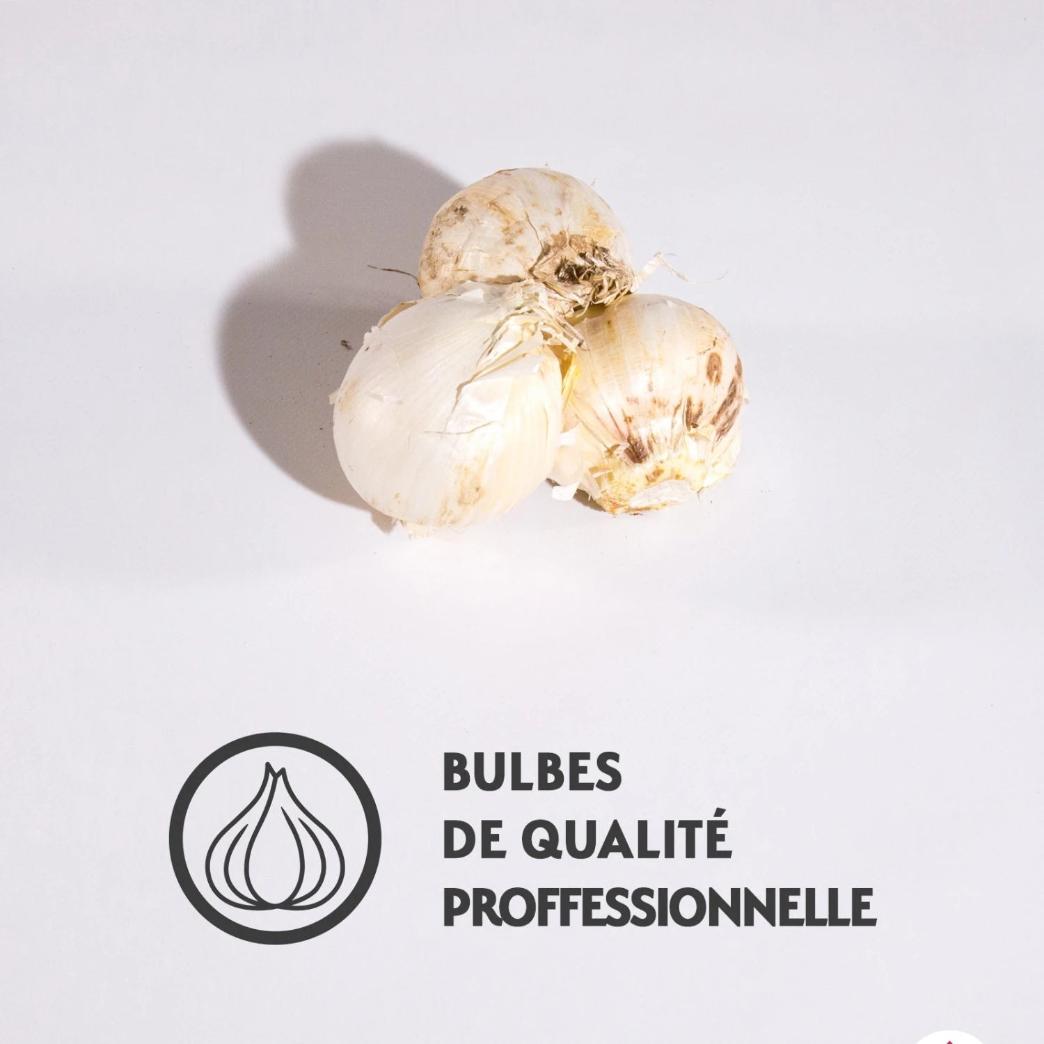 3 Alliums D'ornement Globemaster 3 3 Alliums D'ornement Globemaster – Image 3