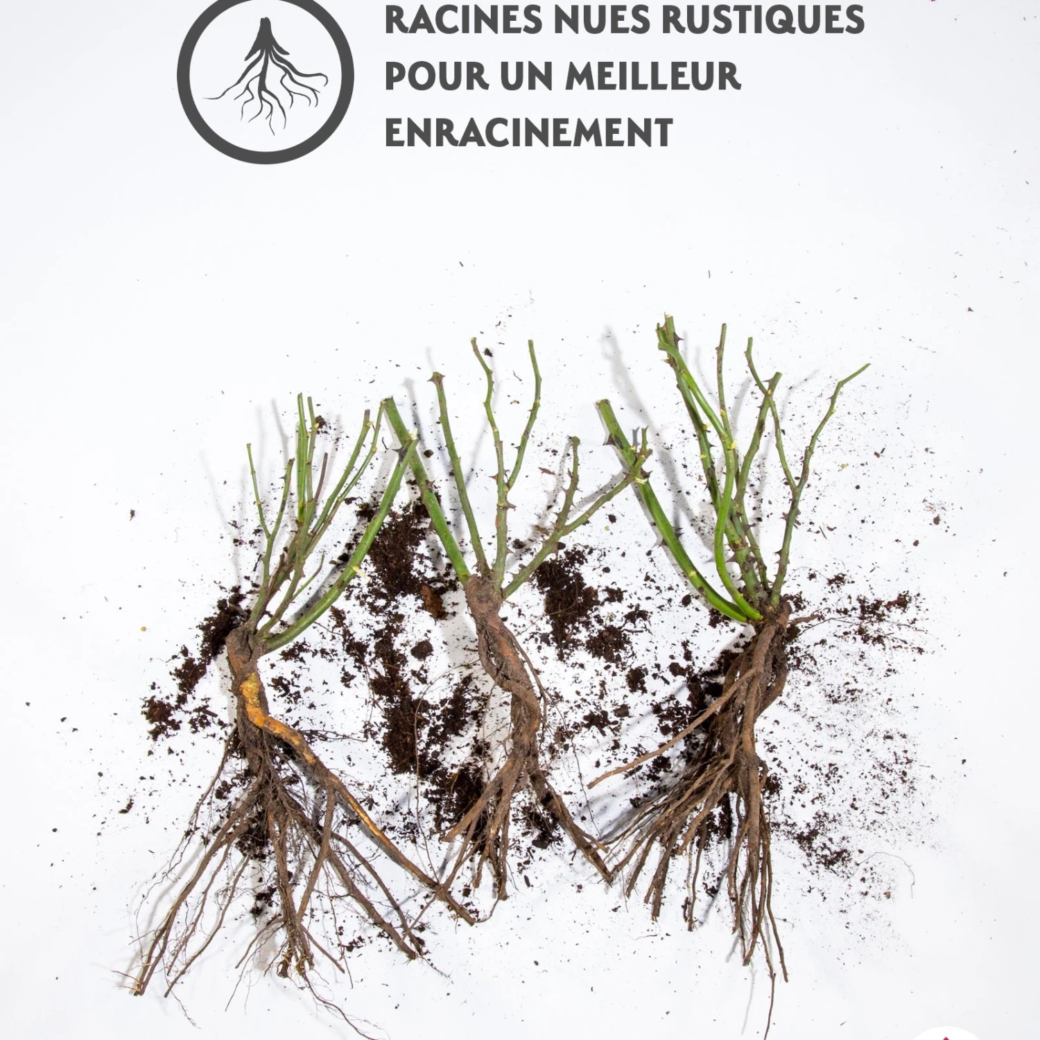 3 Rosiers à Massif Friesia 2 3 Rosiers à Massif Friesia – Image 2