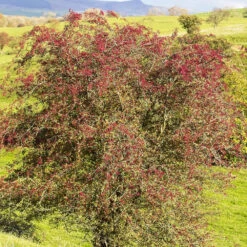 Aubépine 7 Aubépine -Fournitures De Jardin Soldes 2024 rav 103179 3 1705584099407