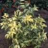 Leucothoe Walteri Rainbow