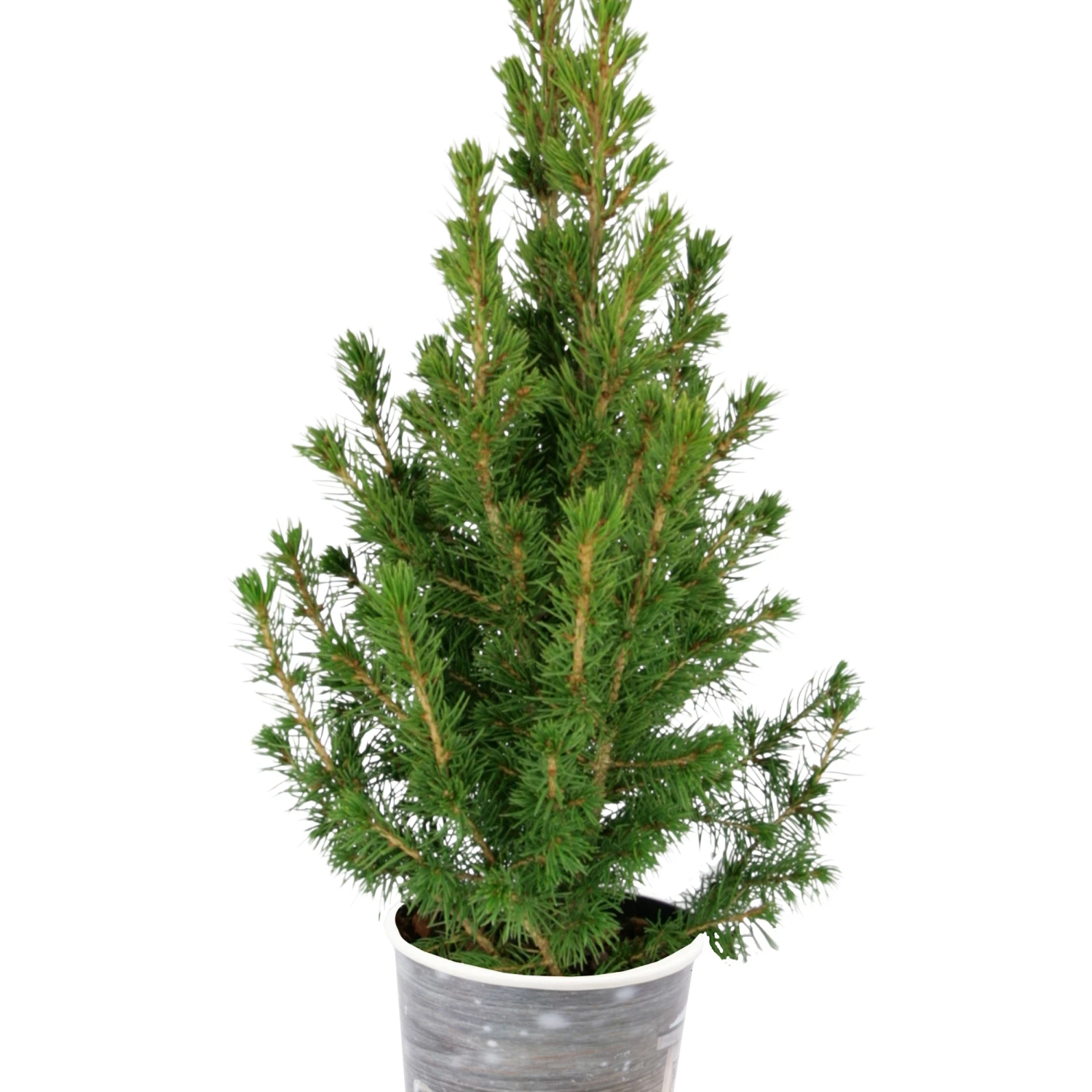 Petit Sapin De Noël 1 Petit Sapin De Noël