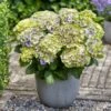 Hortensia Jewel
