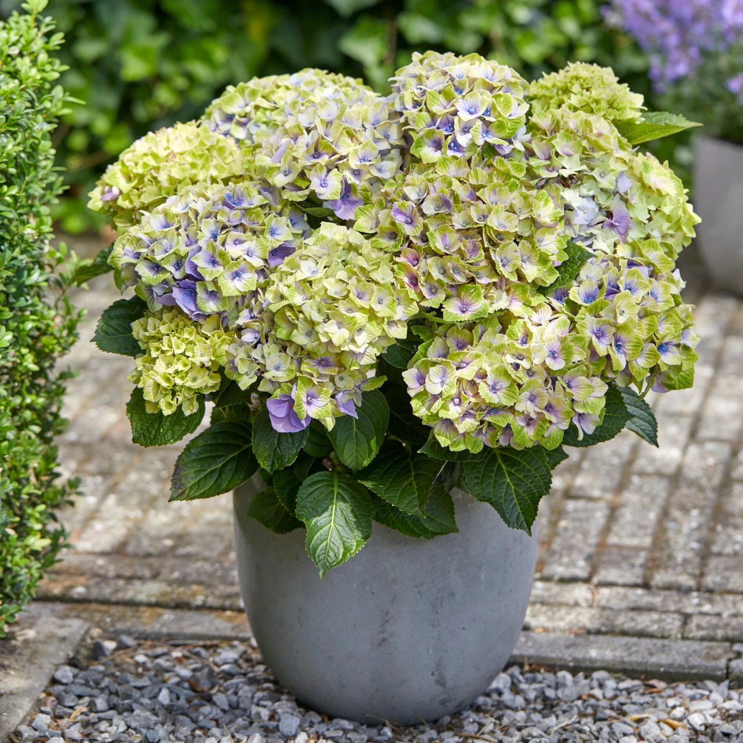 Hortensia Jewel 1 Hortensia Jewel