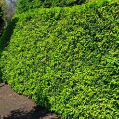 3 Lauriers Du Portugal Angustifolia 5 3 Lauriers Du Portugal Angustifolia -Fournitures De Jardin Soldes 2024 rav 91626 6 1699881958805