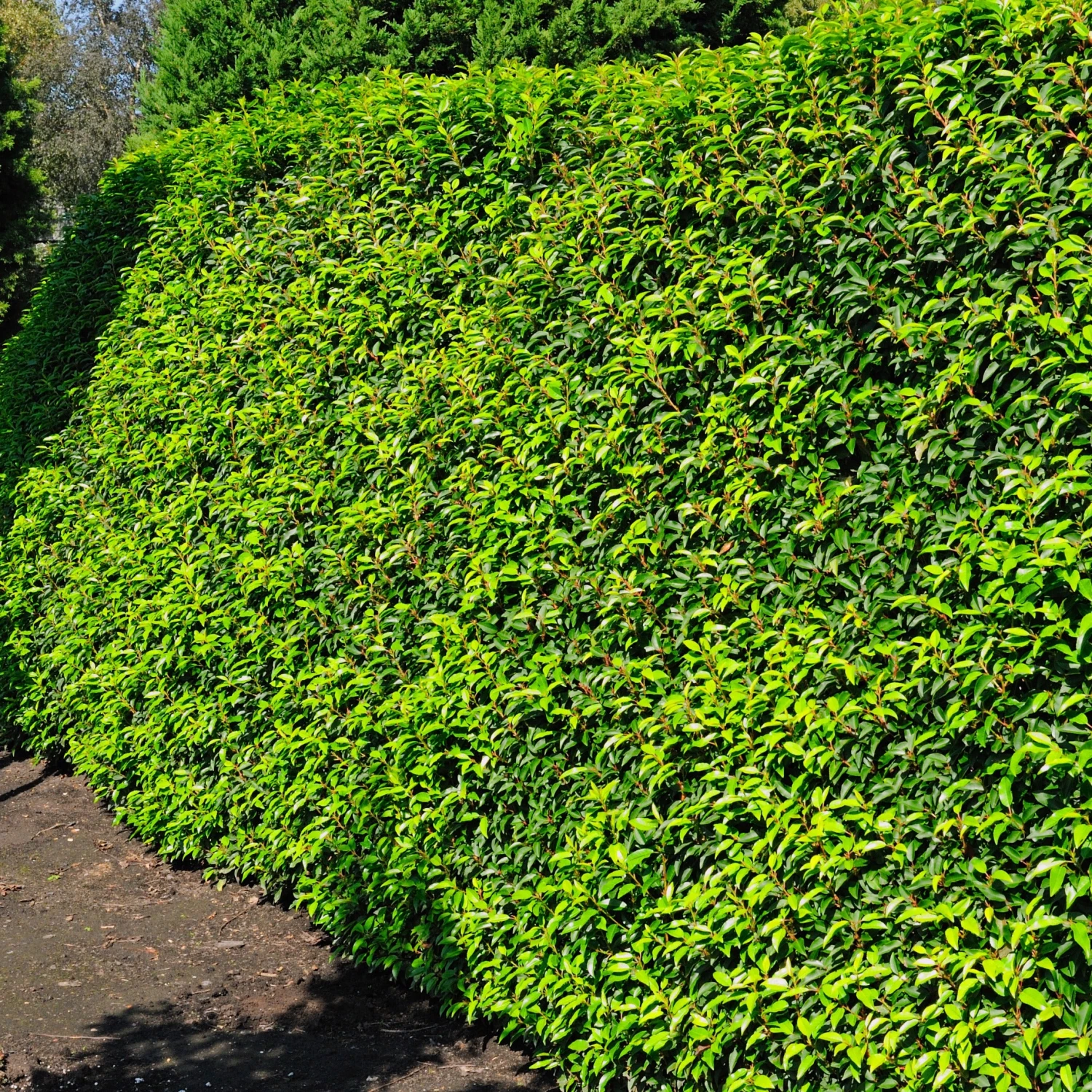 3 Lauriers Du Portugal Angustifolia 3 3 Lauriers Du Portugal Angustifolia â Image 3