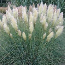Herbe De La Pampa Pumila -Fournitures De Jardin Soldes 2024 rav 92570 4 1704701208733