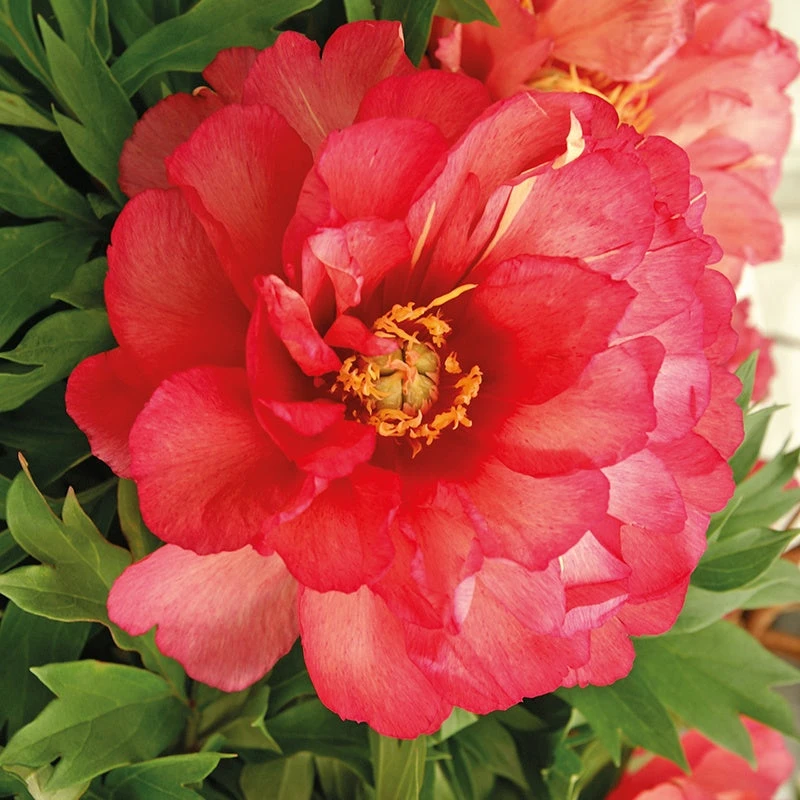 Pivoine Itoh Julia Rose 1 Pivoine Itoh Julia Rose