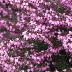 3 Bruyères D'hiver Roses 7 3 Bruyères D'hiver Roses -Fournitures De Jardin Soldes 2024 ren 100311 6